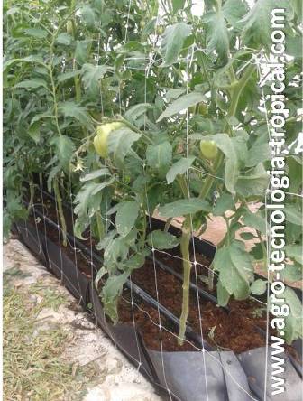 tomate sembrado en cantero con aserrin de coco